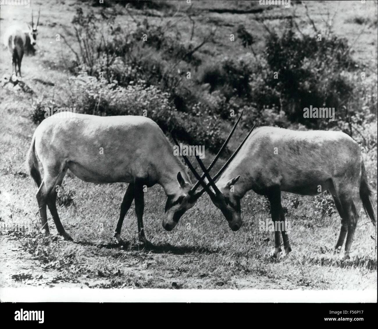 1962 - Crossing Horns: These two Arabian Cryx are seen crossing as if locked in battle., The small creamy-white antelope with their long corkscrew like horns are at rare and are on the official list of animals facing extinction, This pair live at the San Diego Wild Animal Park where work is being down to help preserve the species. © Keystone Pictures USA/ZUMAPRESS.com/Alamy Live News Stock Photo