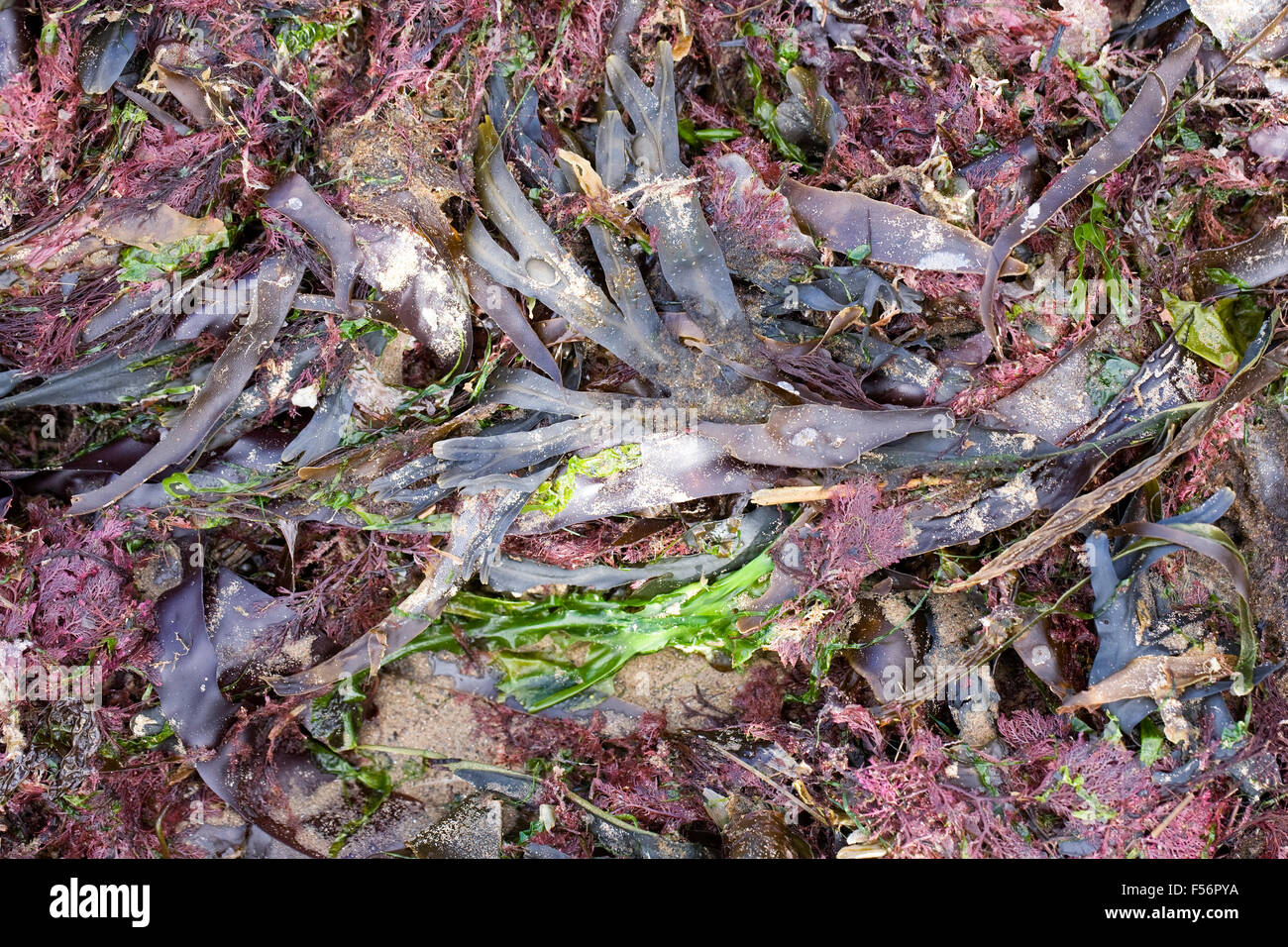 Seaweeds washed onto the beach after a storm. Stock Photo