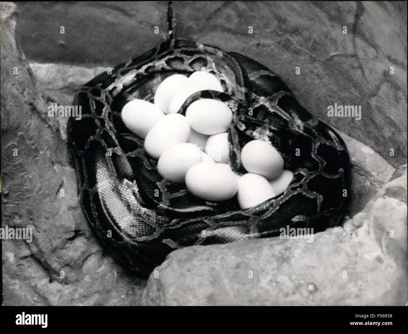 1972 - Zoological sensationa: Giant serpent hatching eggs: For the first time since 20 years a giant serpent laid eggs in a German zoo. This extraordinary fact occurred at Munich zoo Ilellabrunn in the night from Thursday to Friday (10.3./11.3). The dark spotted rock-snake, 31/2 meter lond, laid 30 eggs which it is going to sit upon for 3 months (picture). Then the managers of the zoo hope there will be 50-75 cm long baby spotted rock-snakes coming out of the eggs. The snakes had ''married'' during Carneval. © Keystone Pictures USA/ZUMAPRESS.com/Alamy Live News Stock Photo