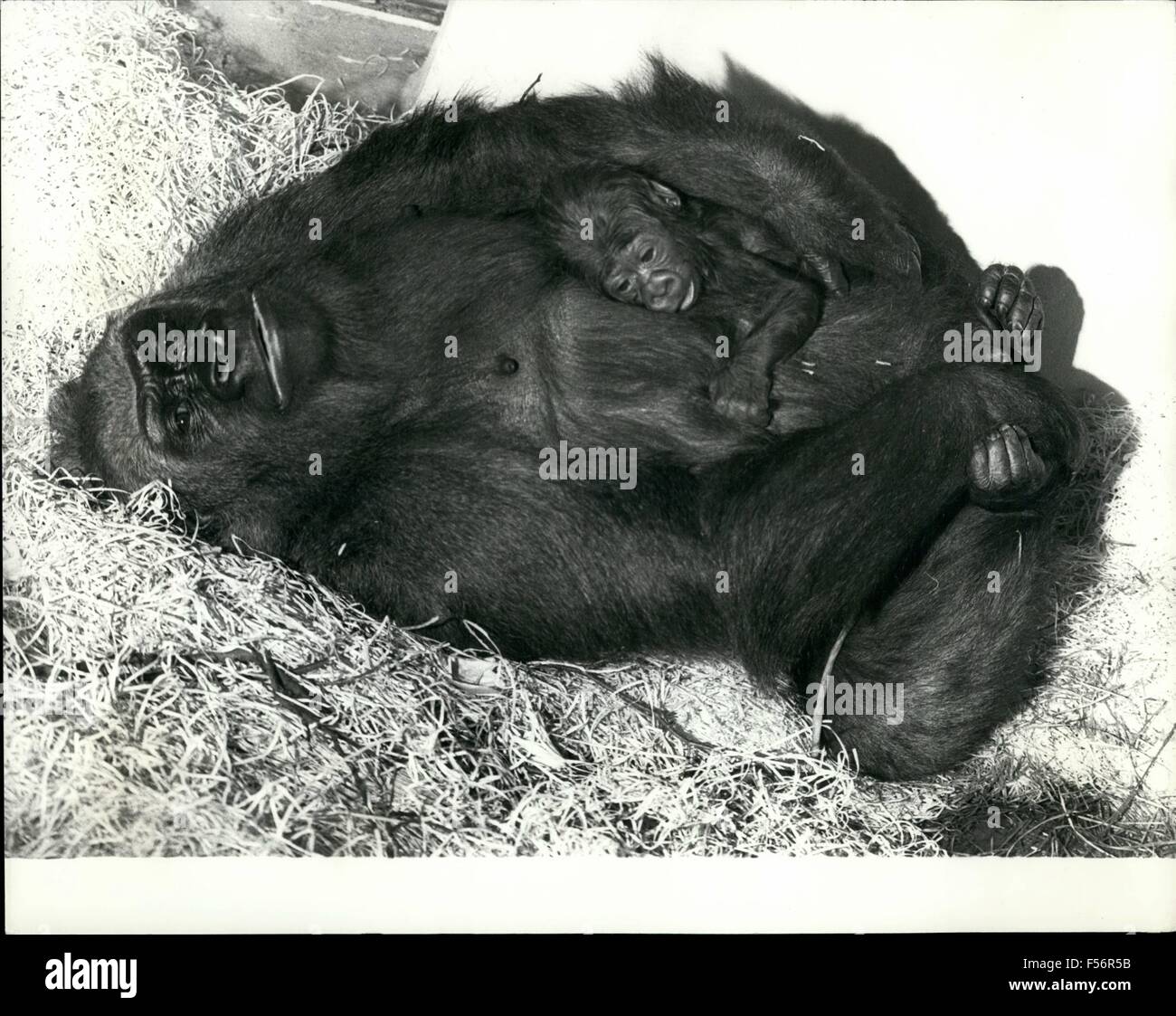 1974 - The rising Gorilla population of Jersey. A New Jersey born Gorilla baby.: The last 2 years has seen the birth of 3 gorilla babies in New Jersey zoo. The latest addition to the family came this October ''Zaire'' a female baby, of father 'Jambo' from Basle zoo. Switzerland, and mother, Nandi resident of Jersey zoo. Father Jambo has sired all three Jersey babie he was invited to Jersey especially for this purpose. His harem consists of N' Pongo and Nandi. n' Pongo has produce male baby Mamfe, and Nandi gave birth to the first baby, another male, Assumbo, in July '73, so Zaire is her second Stock Photo