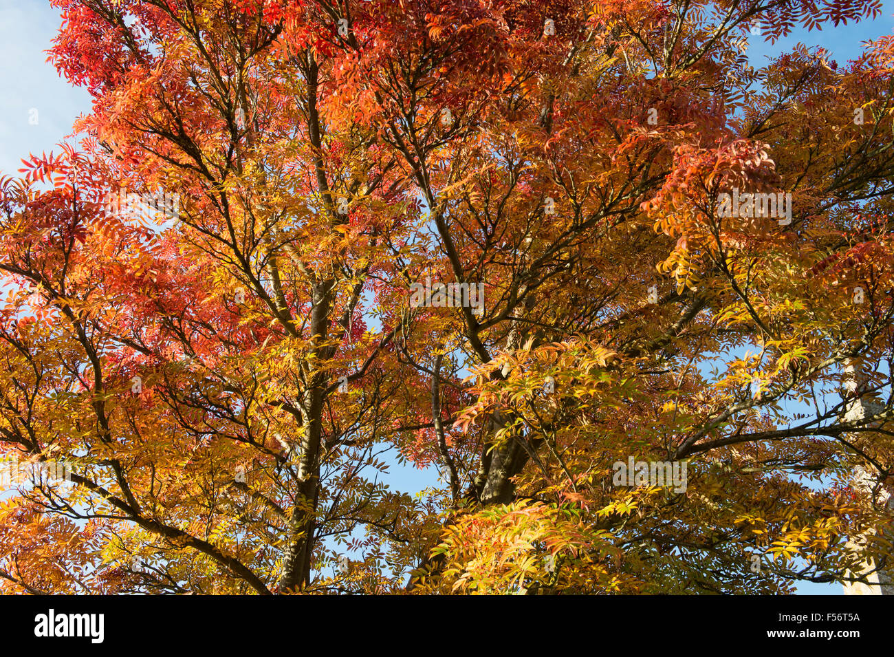 Sorbus. Rowan tree leaves in autumn against a blue sky Stock Photo