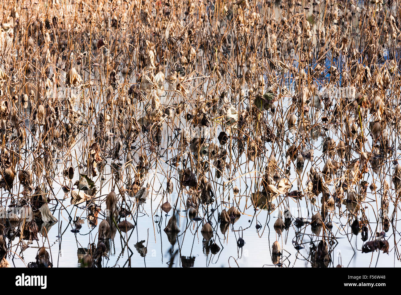 Japan, Genkyu-en, scenic beauty Japanese garden at Hikone castle. Dead brown water reeds standing up in pond with reflection, abstract pattern. Stock Photo