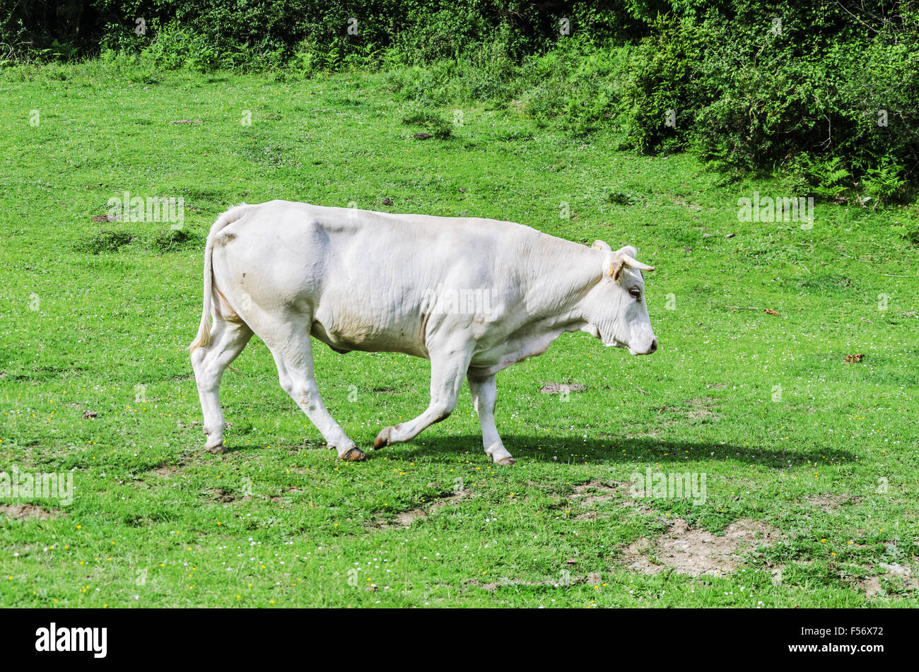 Farm caws on the meadow in Spain, Navarra. Stock Photo