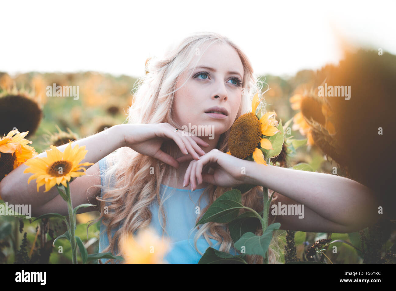Beautiful young woman in a sunflower field at golden hour Stock Photo ...