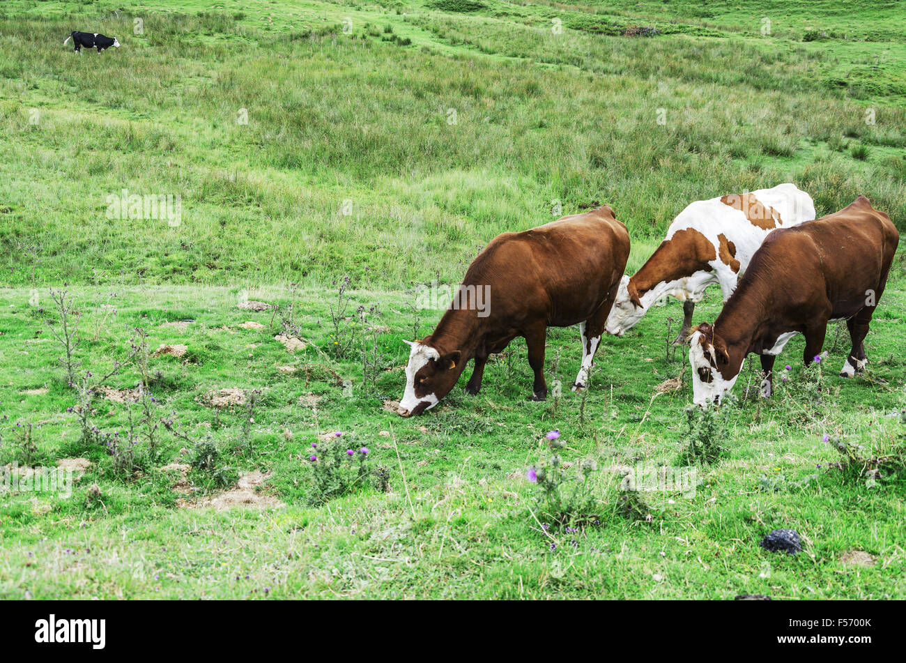 Cows on the Pyrenees mountains in Spain Stock Photo