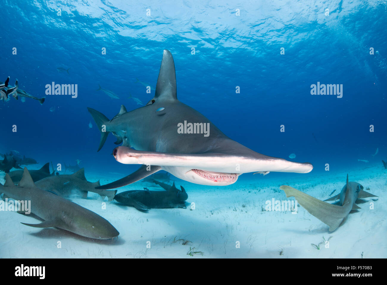 Great Hammerhead Shark,  Sphyrna mokarran, Bimini, Bahamas, Caribbean Sea, Atlantic Ocean Stock Photo