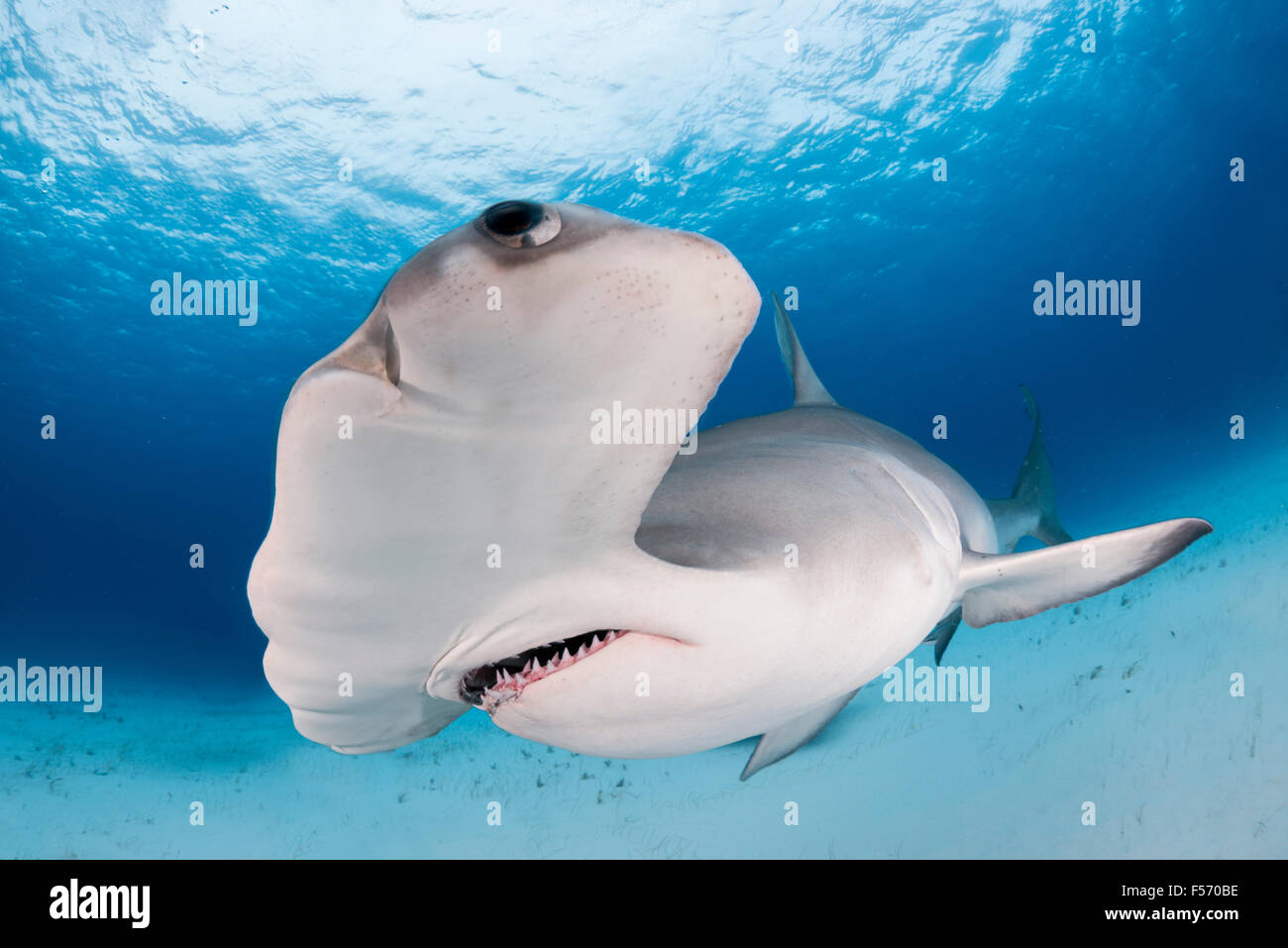 Cute Baby Hammerhead Shark