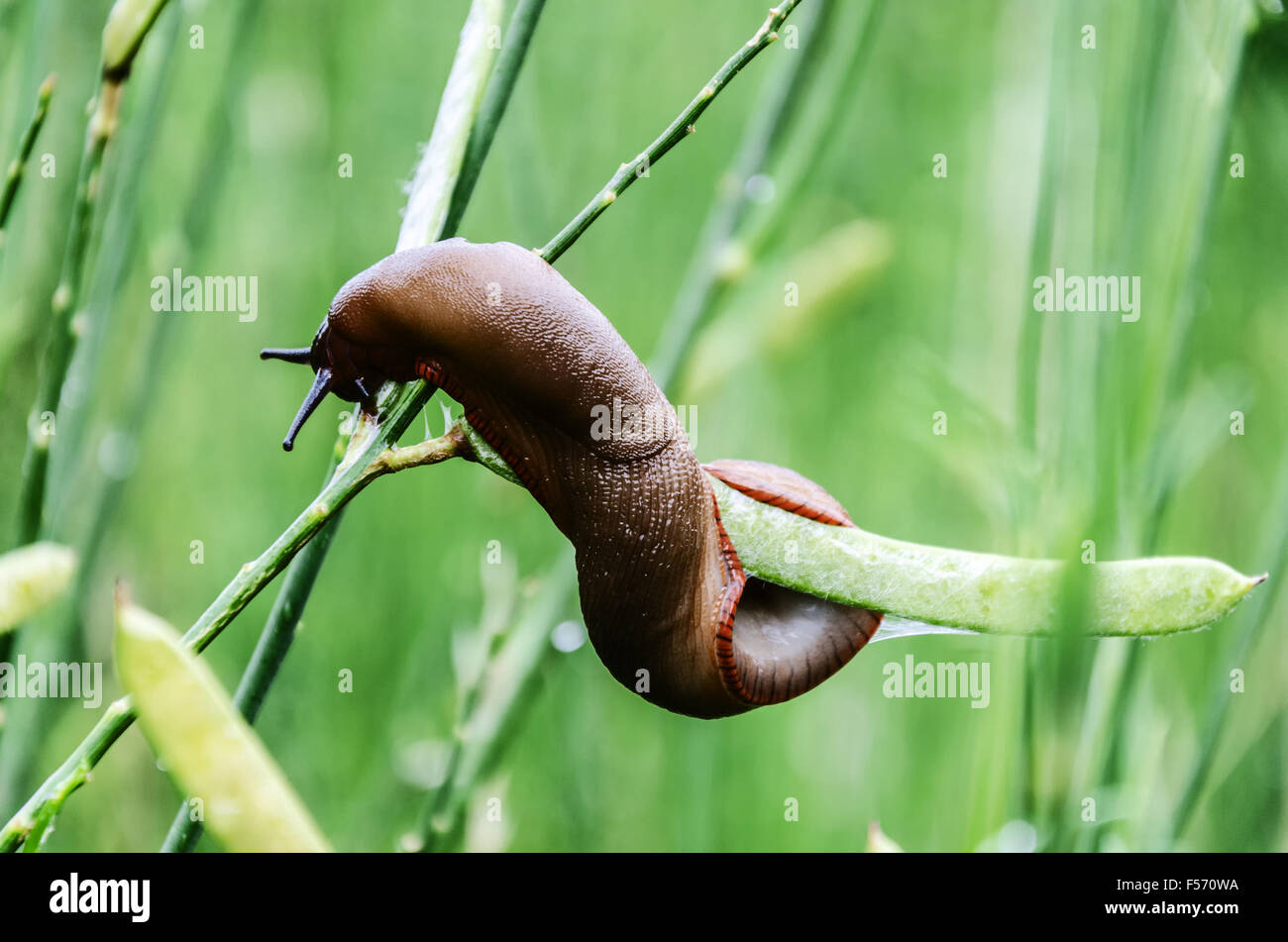 Deroceras reticulatum, common names the 'grey field slug' and 'grey garden slug', is a species of small air-breathing land slug, Stock Photo