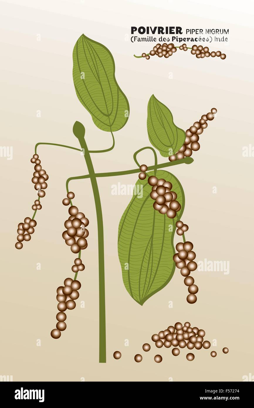 Pepper plant from India - botanical name / Piper nigrum - Piperacées - hand drawn vector eps10 illustration with French words Stock Vector