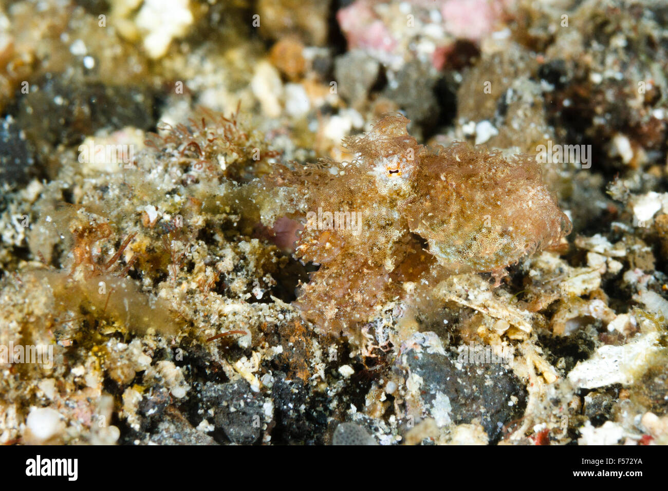 Hairy Octopus (Octopus sp) Lembeh Strait, Indonesia Stock Photo - Alamy