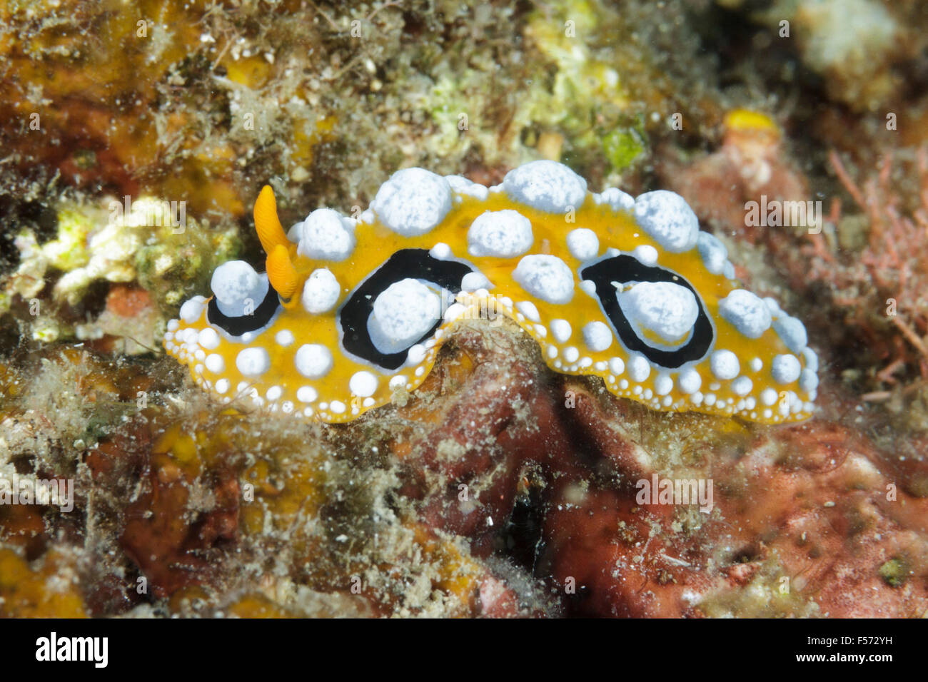Phyllidia ocellata nudibranch, Lembeh Strait, Indonesia Stock Photo