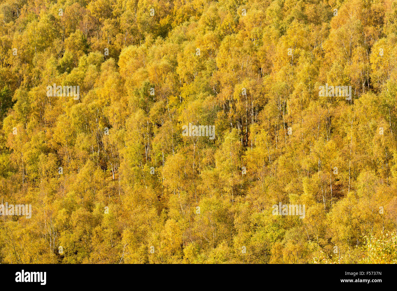 Silver Birch, Betula pendula, autumn colour.  Peak District National Park, Derbyshire Stock Photo