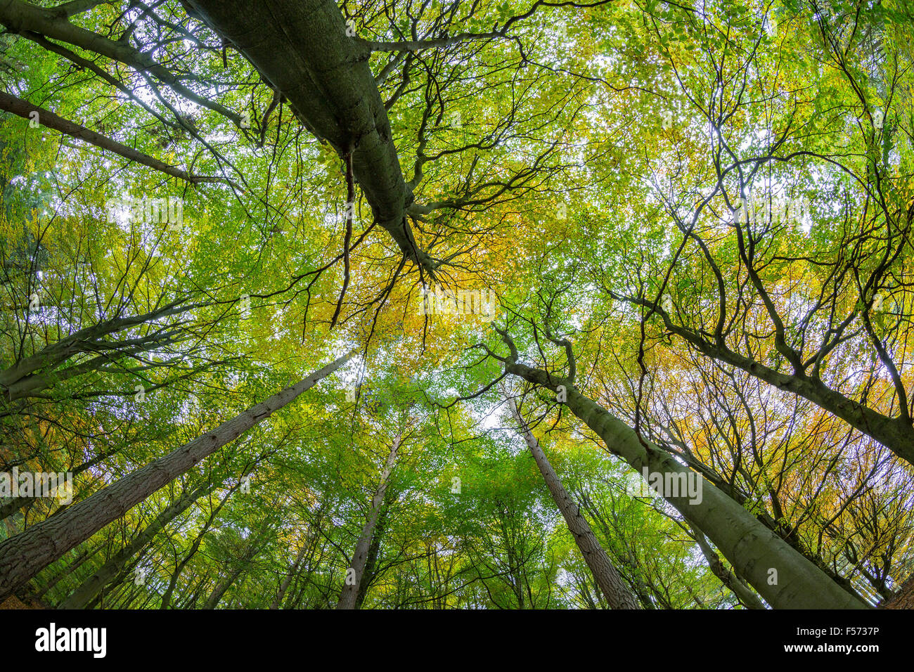 Mixed Beech and Pine woodland, canopy.  Peak District National Park, Derbyshire Stock Photo