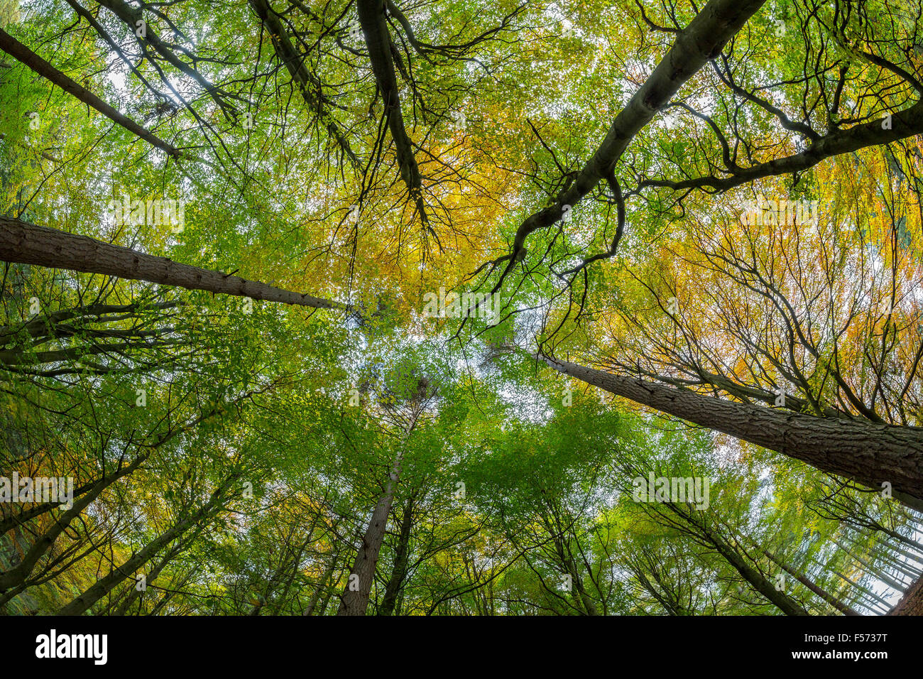 Mixed Beech and Pine woodland, canopy.  Peak District National Park, Derbyshire Stock Photo