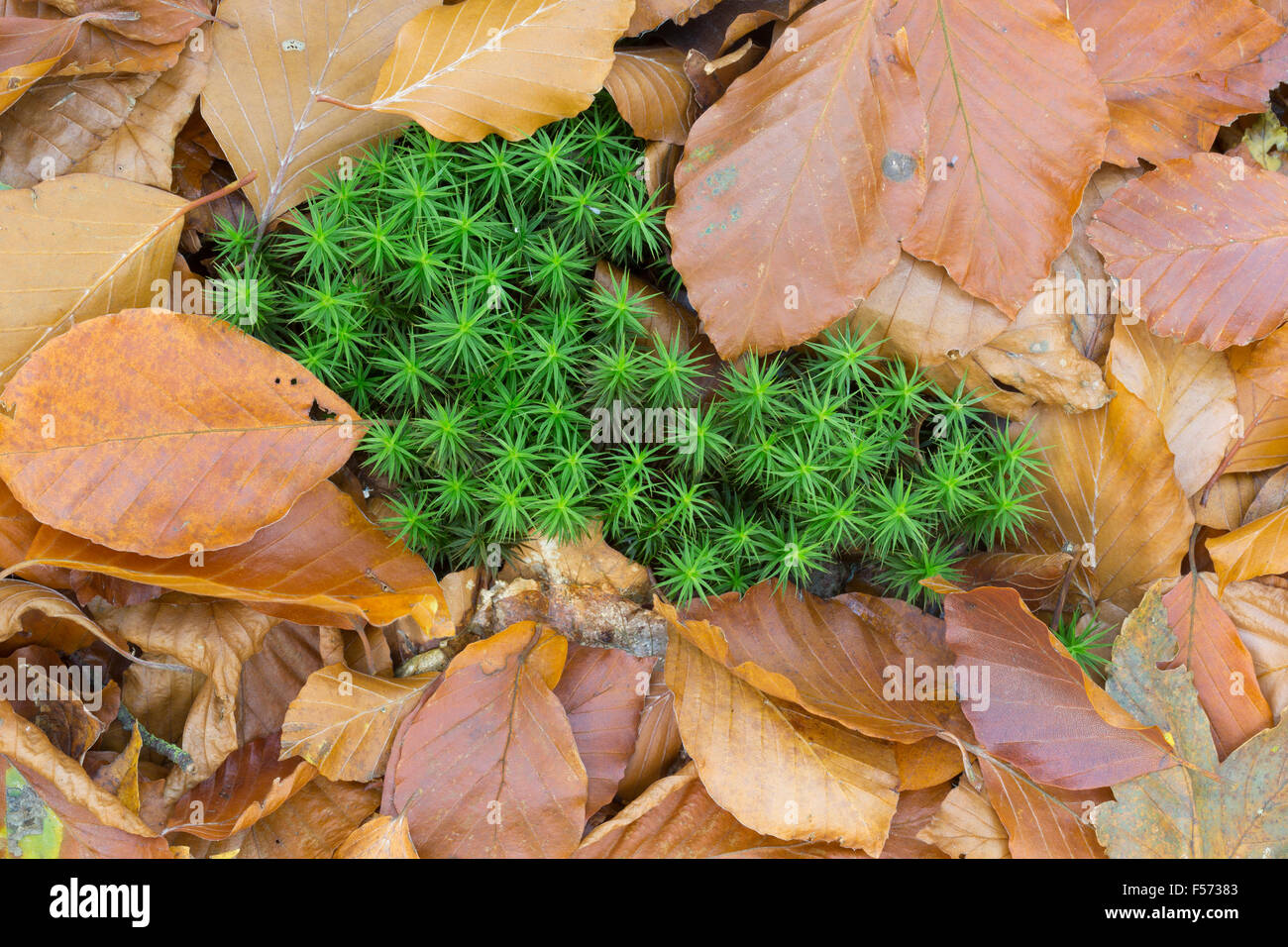 Common Haircap moss, Polytrichum commune, and Beech leaves, in autumn. Stock Photo