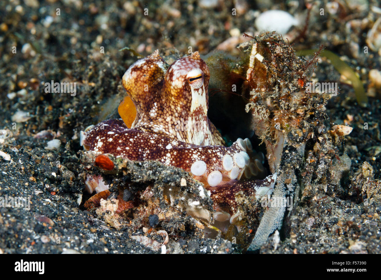 Coconut Octopus Amphioctopus Marginatus Hiding Inside A Coconut Shell Lembeh Strait