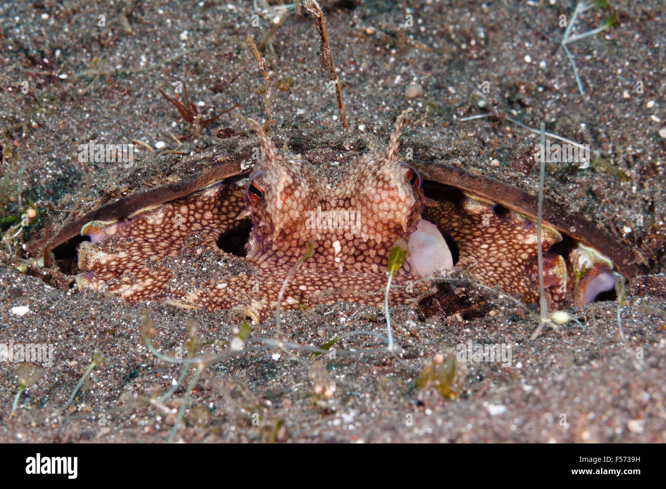 Coconut octopus (Amphioctopus marginatus) hiding inside a coconut shell, Lembeh Strait, Indonesia Stock Photo