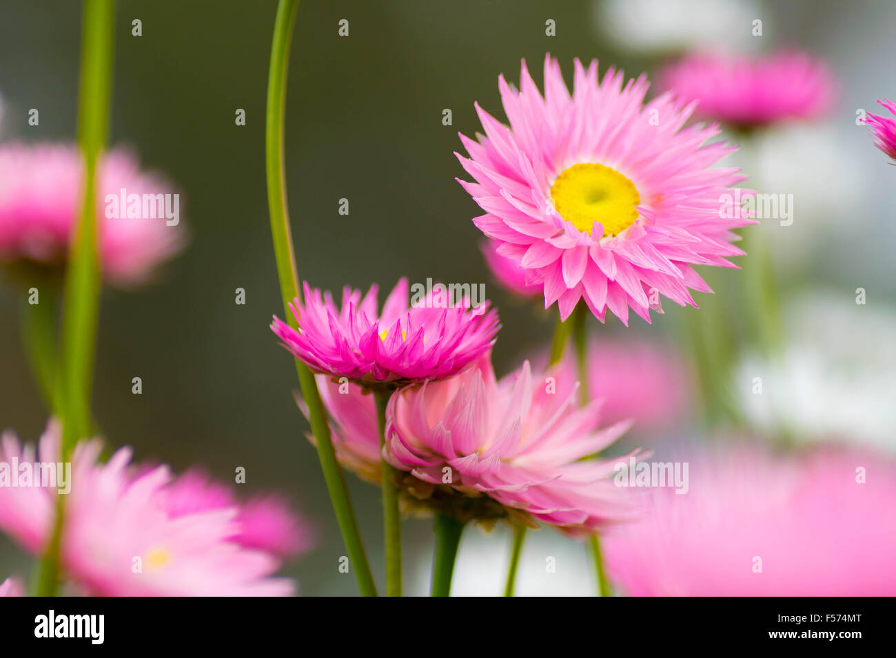 Kings park wildflowers hires stock photography and images Alamy