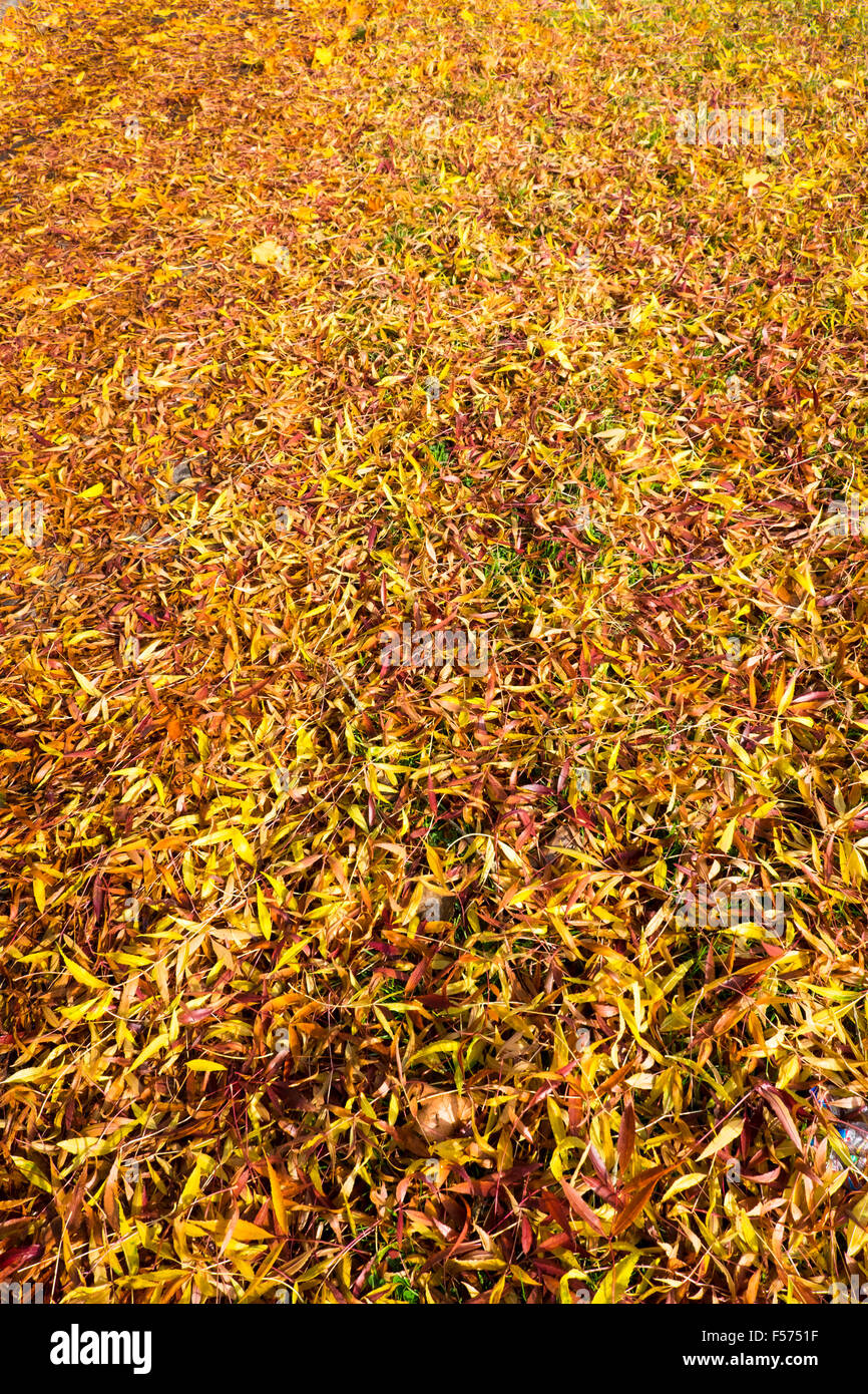 Texture fallen autumn leaves autumnal colours Stock Photo