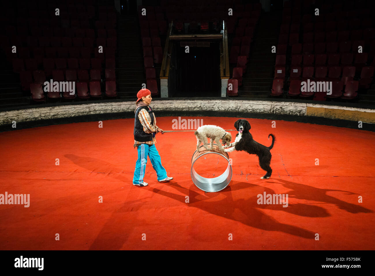 Shamyrova Dzhykara, dog trainer, prepares performance in Bishkek circus, Bishkek, Kyrgyzstan Stock Photo