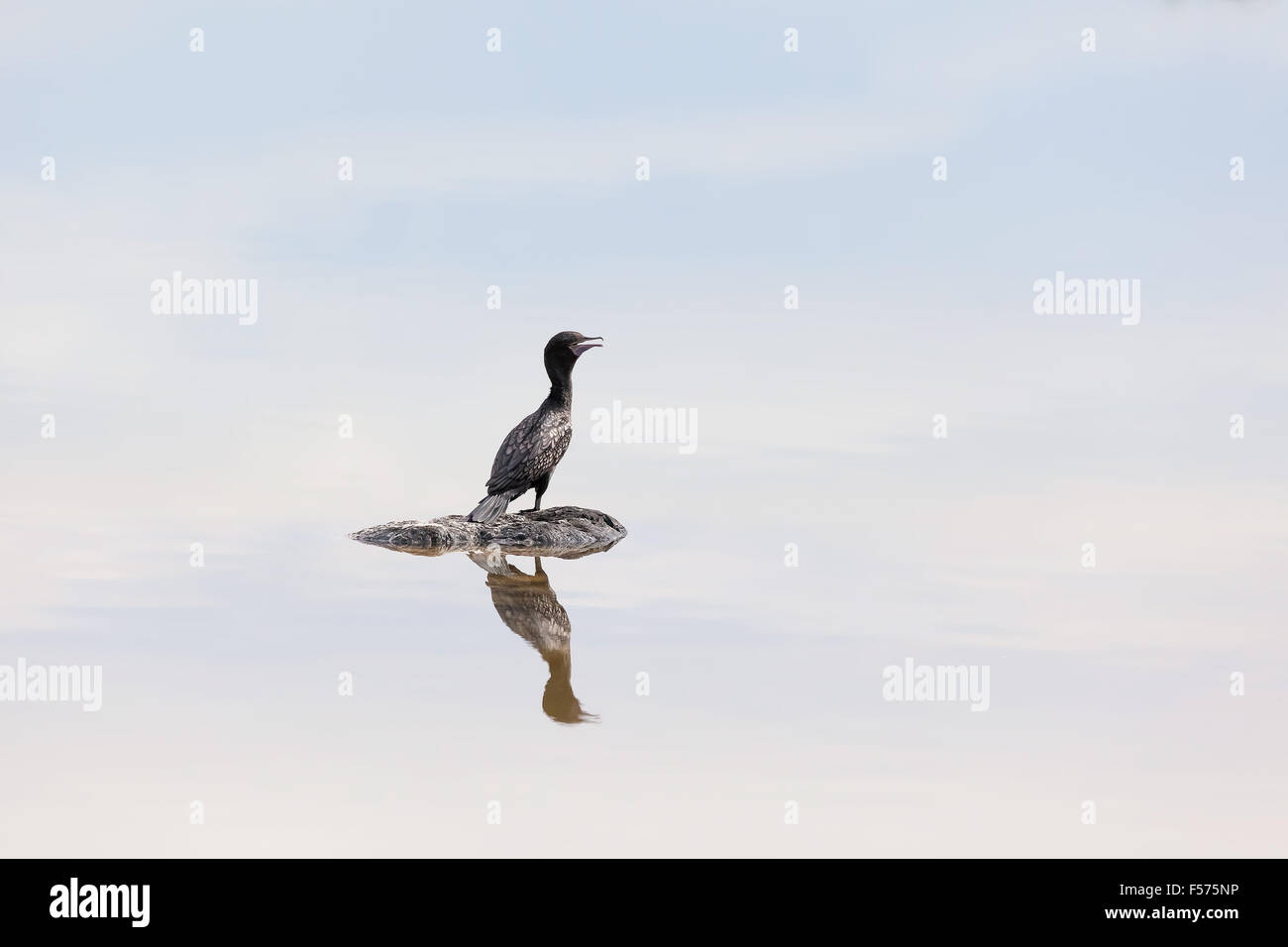 Little cormorant lake hires stock photography and images Alamy