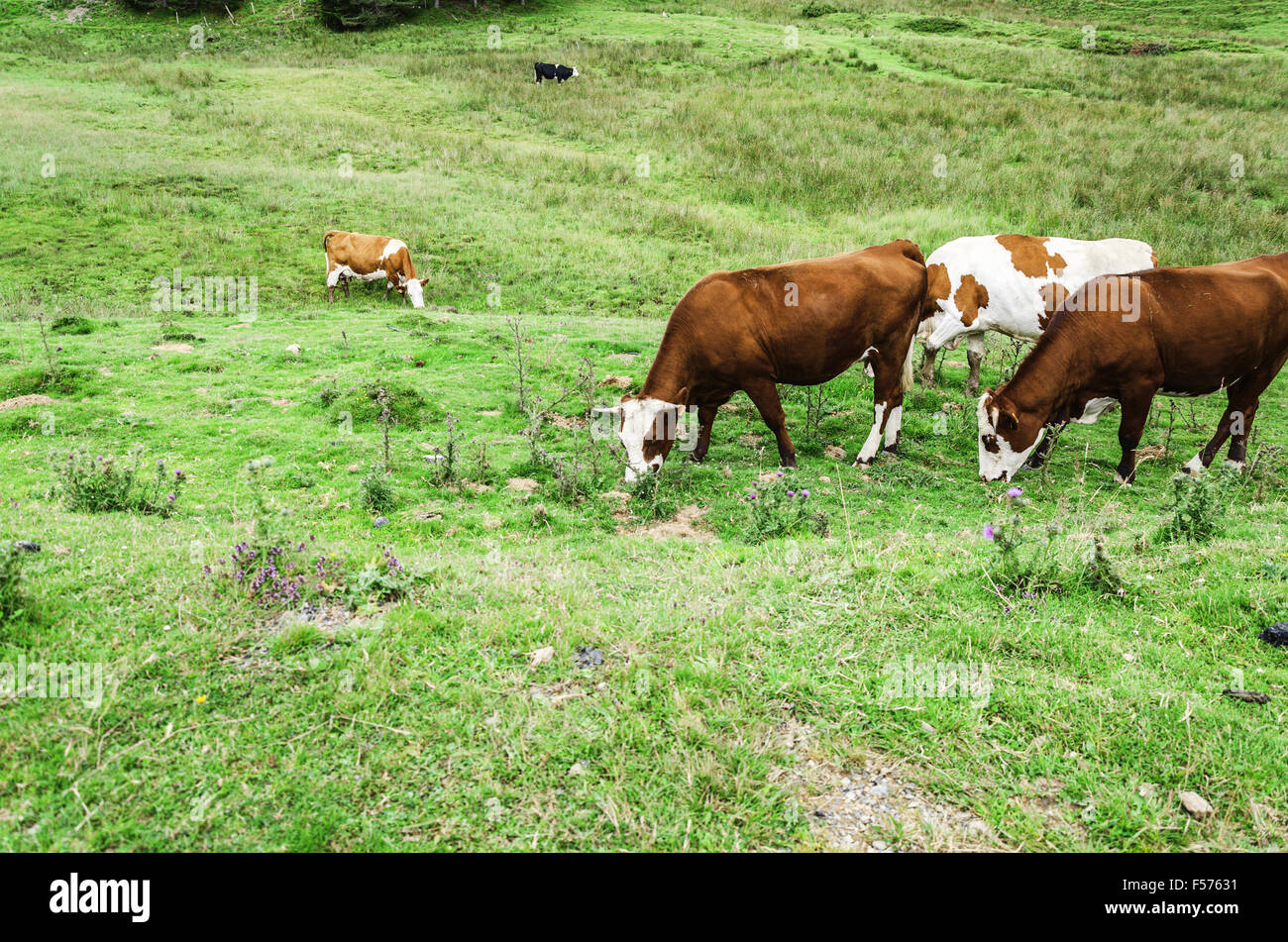 Cows on the Pyrenees mountains in Spain Stock Photo