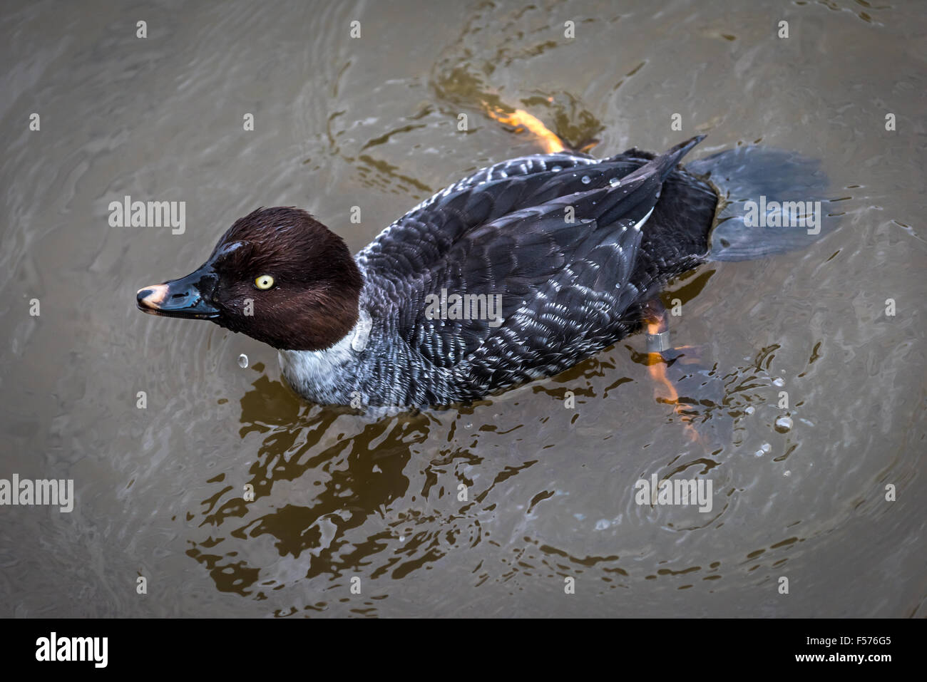 Slimbridge Wildfowl Stock Photo