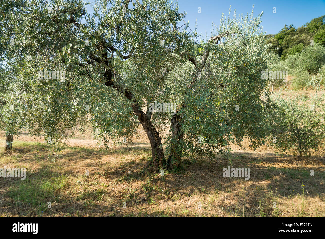 Crown olive trees italy hi-res stock photography and images - Alamy