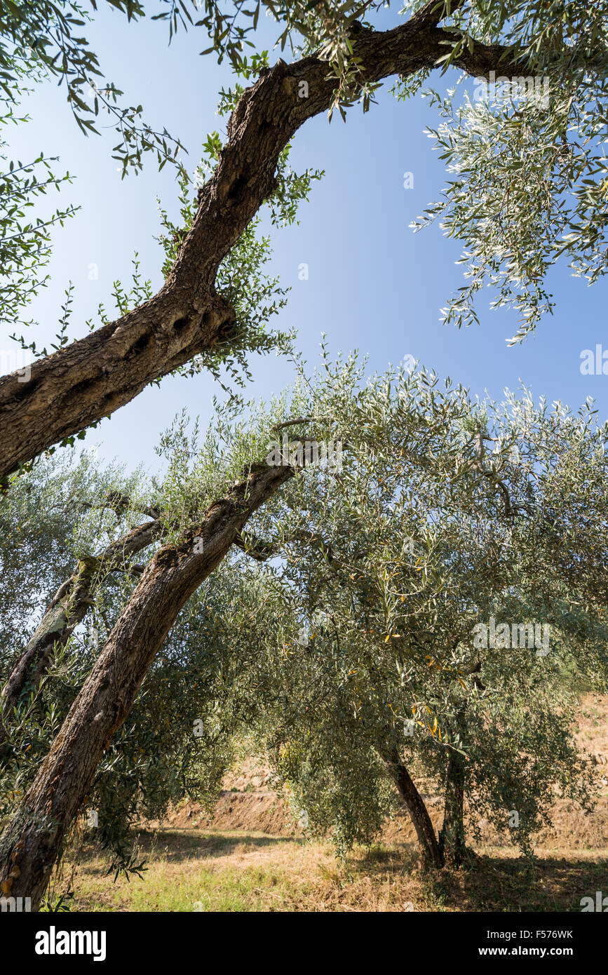 Crown olive trees italy hi-res stock photography and images - Alamy