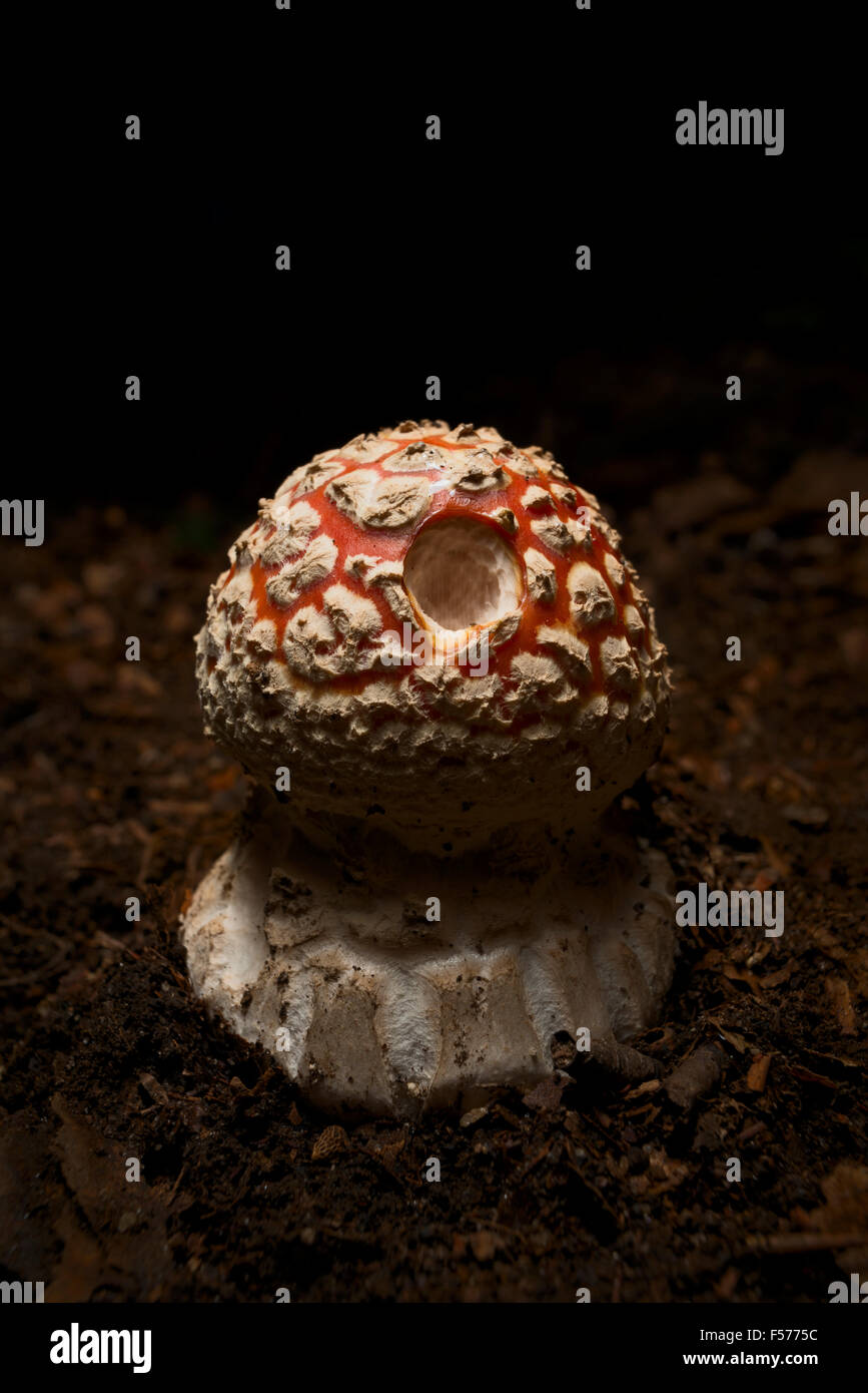 Amanita muscaria mushroom Stock Photo