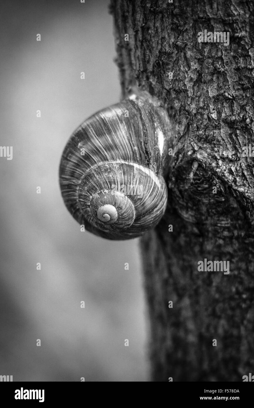 Snail on the tree. Black and white. Stock Photo