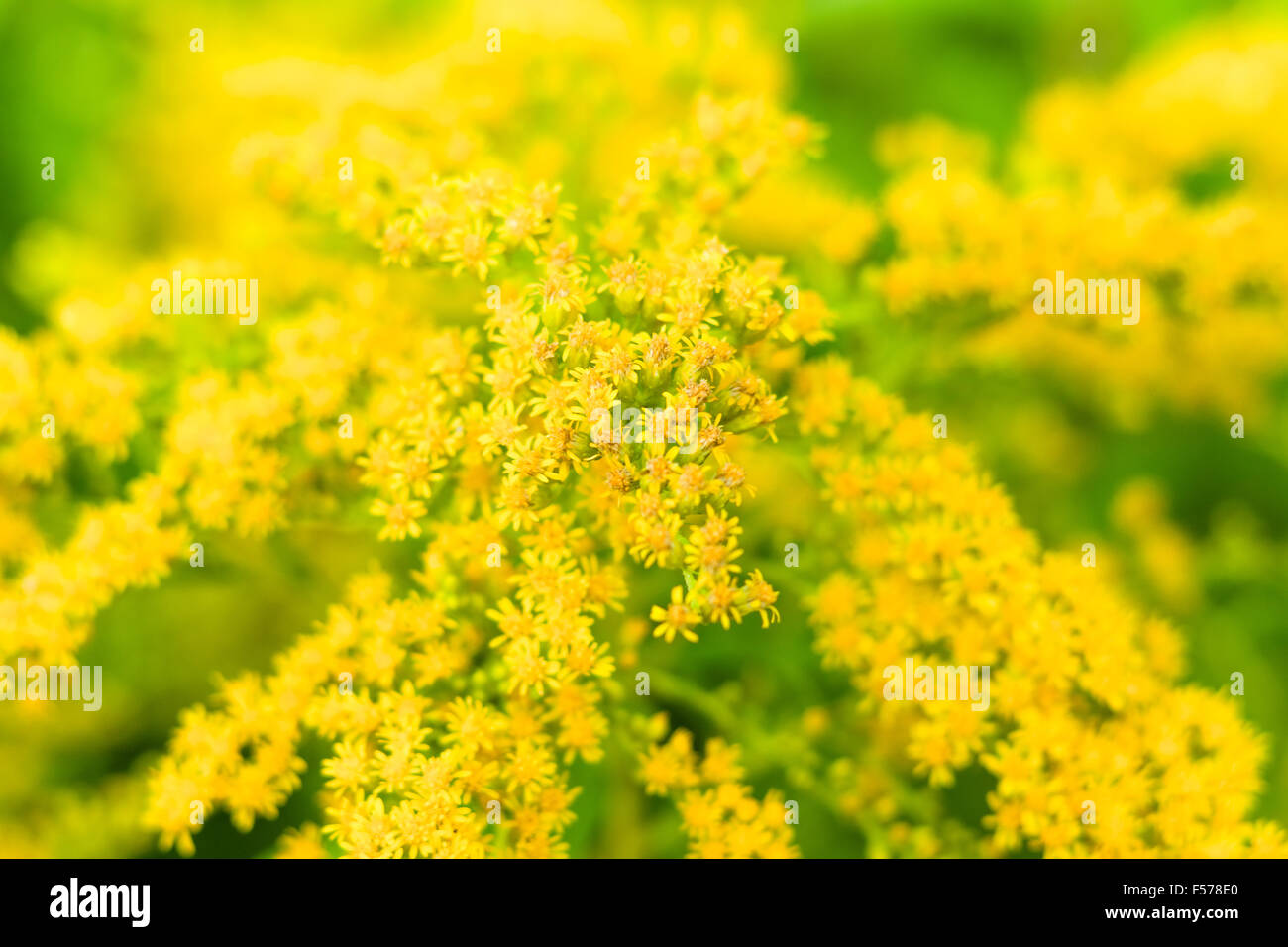 Flowering Solidago gigantea. Background. Focus on the center. Stock Photo
