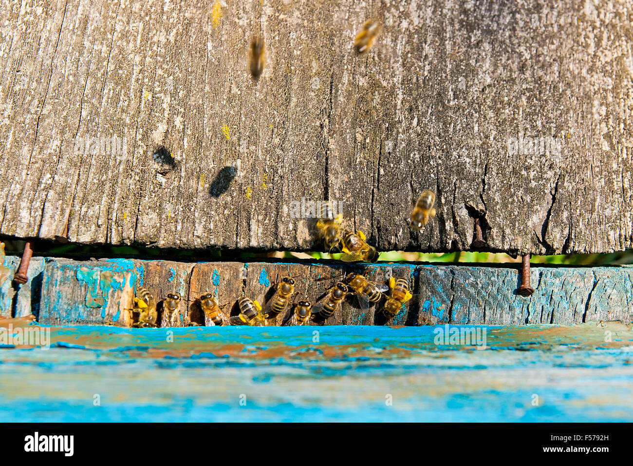Busy bees entrance beehive close hi-res stock photography and images ...