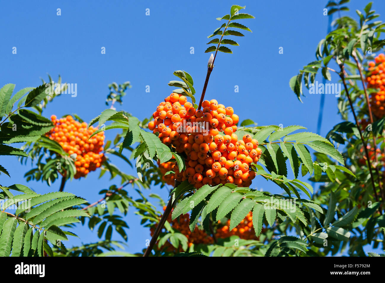 Rowan berries on a mountain ash or rowan tree in summer with green leaves Stock Photo Alamy