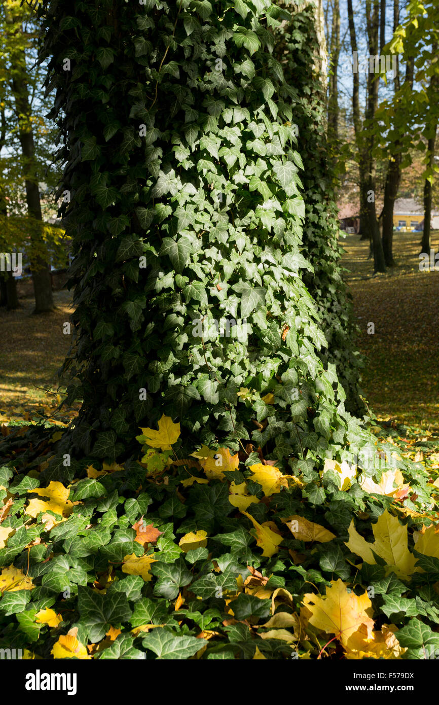 trees in park in autumn with yellow and orange leaves Stock Photo - Alamy