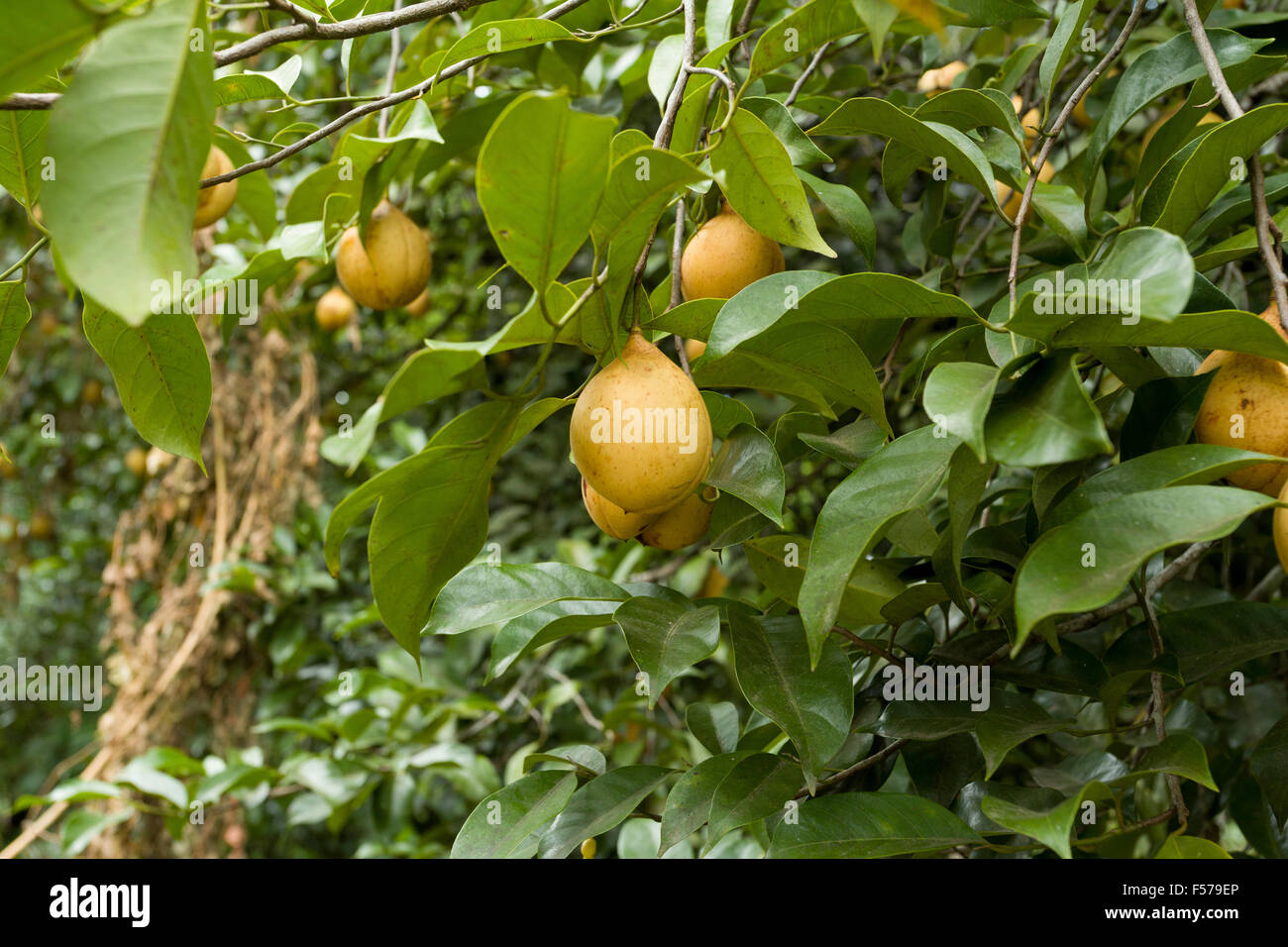 raw Nutmeg hanging on nutmeg tree, North Sulawesi, Indonesia Stock