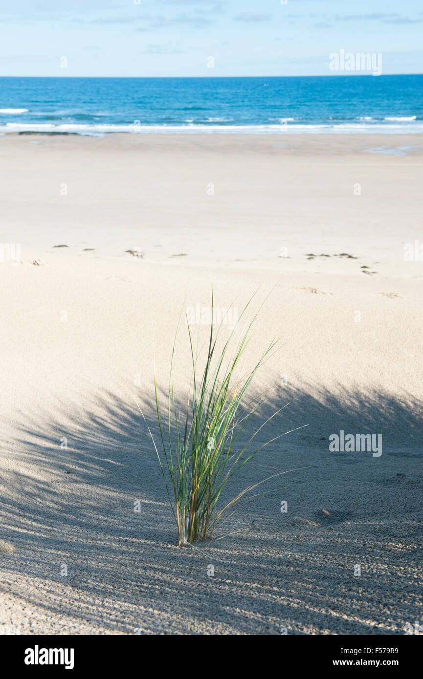 Ammophila arenaria. Marram Grass growing in sand dunes on the beach. Scremerston, Berwick Upon Tweed, Northumberland, England. Stock Photo