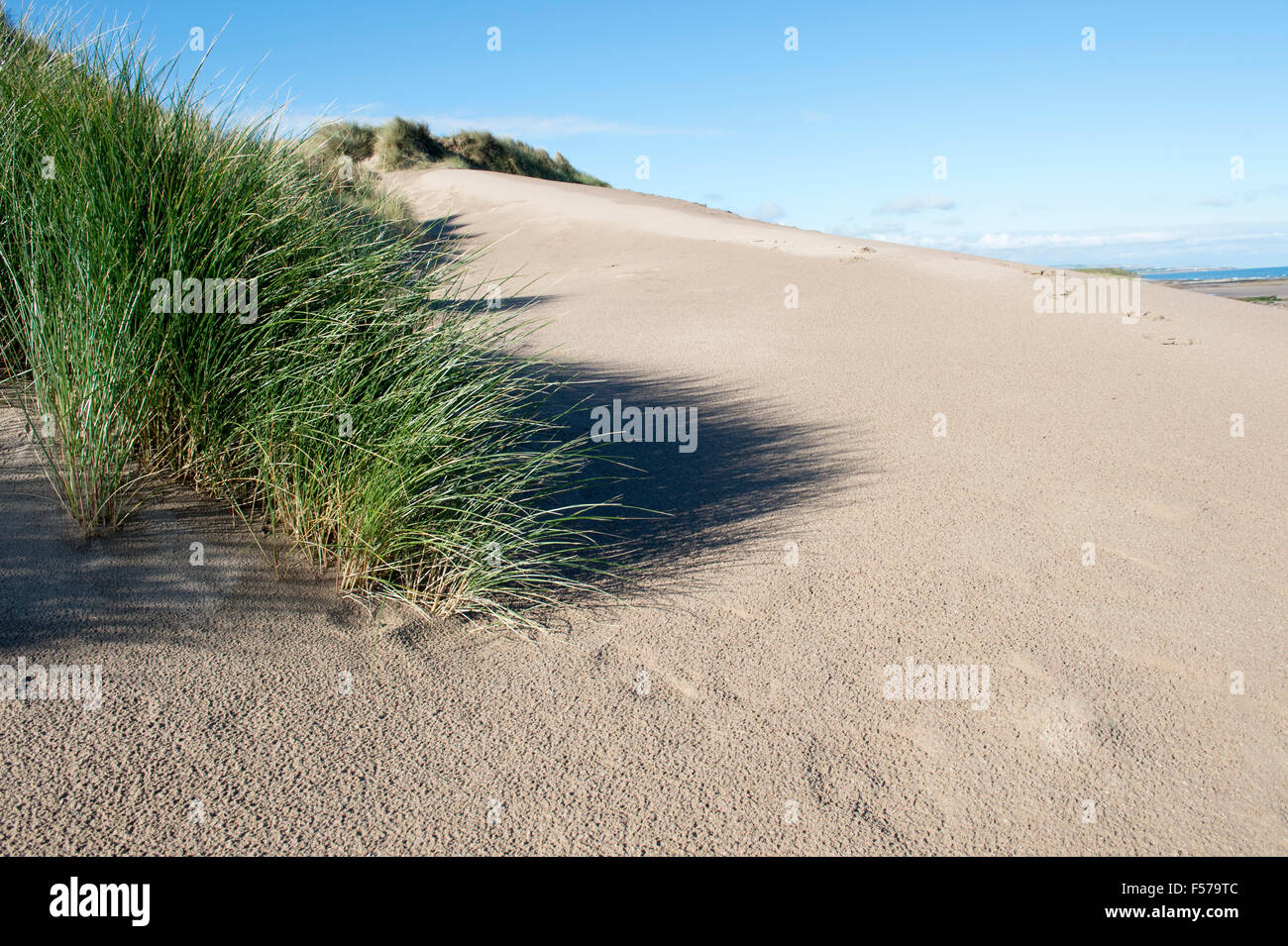 Ammophila arenaria. Marram Grass growing in sand dunes on the beach. Scremerston, Berwick Upon Tweed, Northumberland, England. Stock Photo