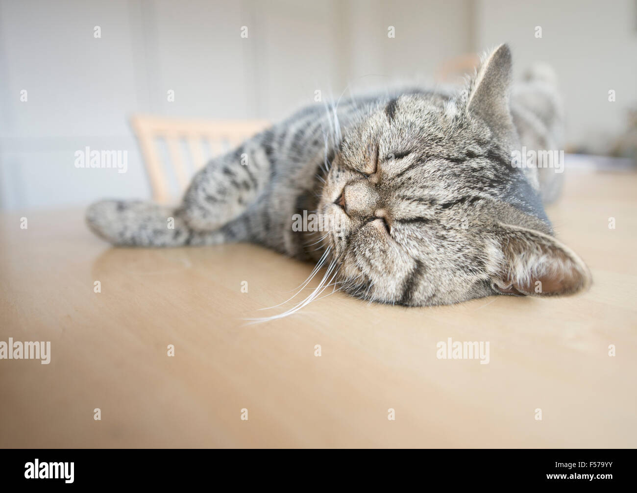 British shorthair cat lying on kitchen table sleeping. Stock Photo