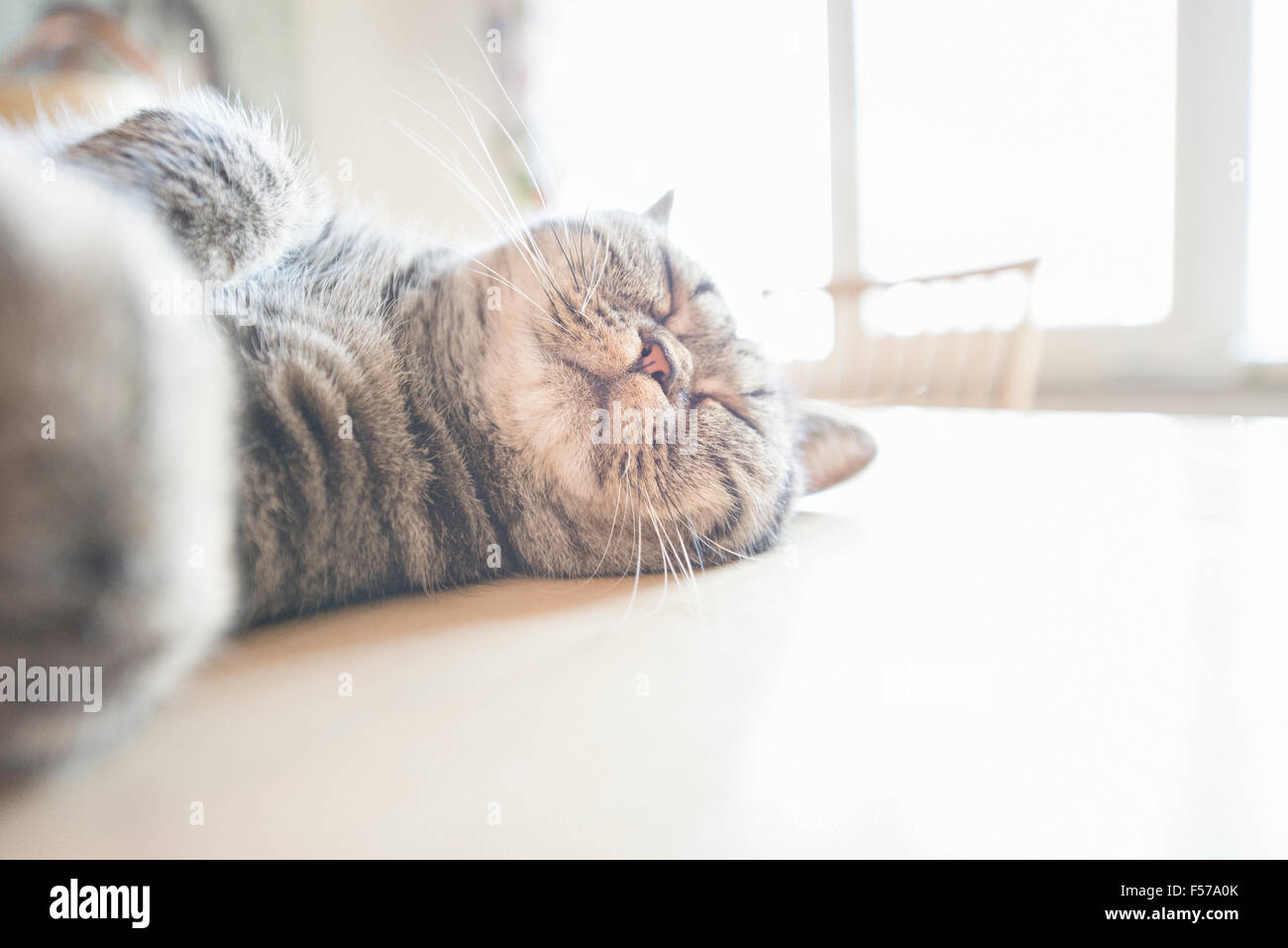 British shorthair cat lying on kitchen table sleeping. Stock Photo