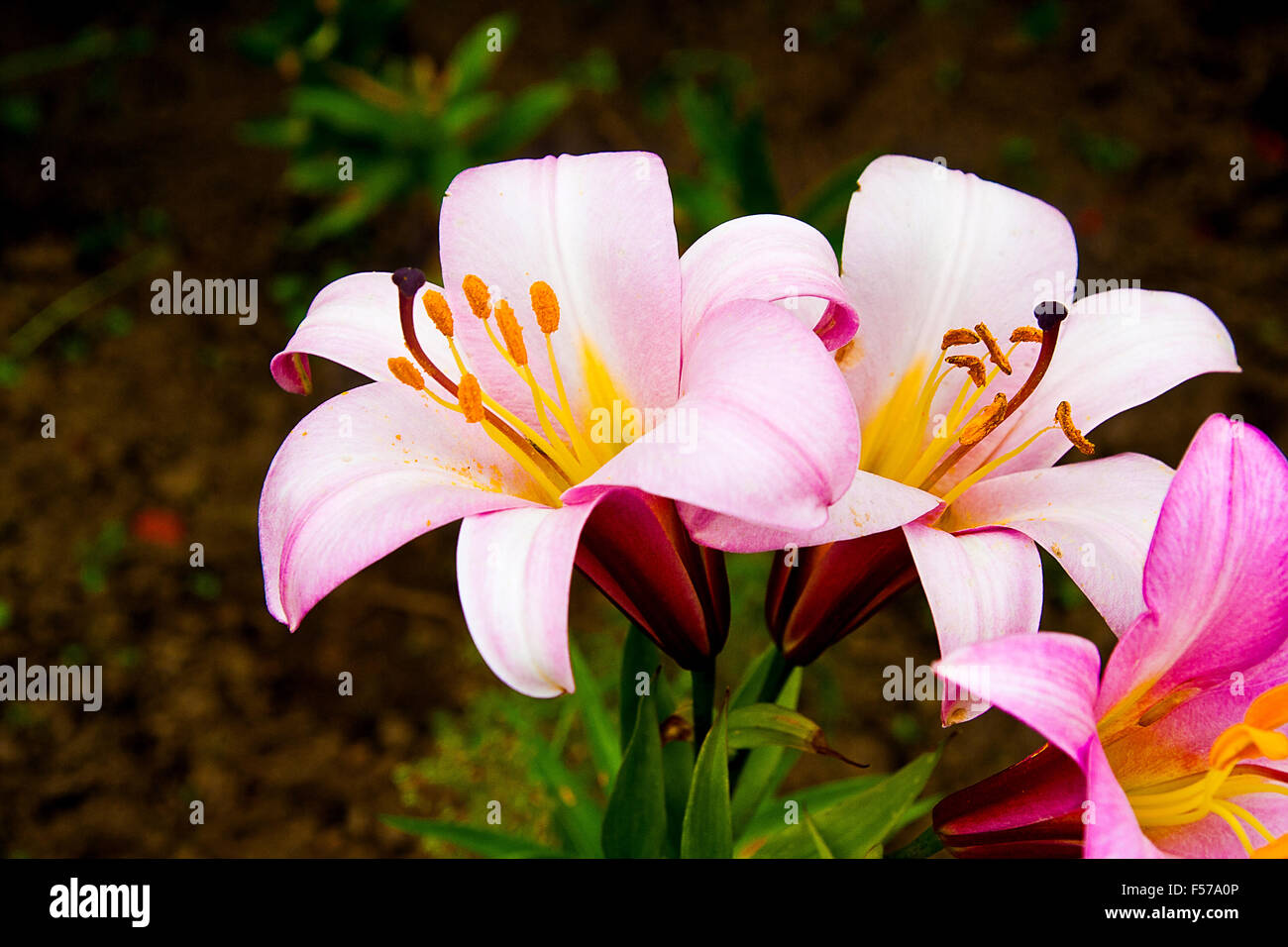 Pink and yellow lily blossoms on a black background. Close up view of lily flowers in the autumn garden. Stock Photo