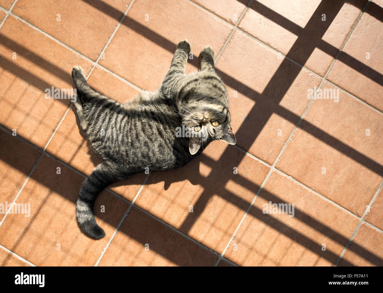 British shorthair cat lying down on stone floor looking up. Stock Photo