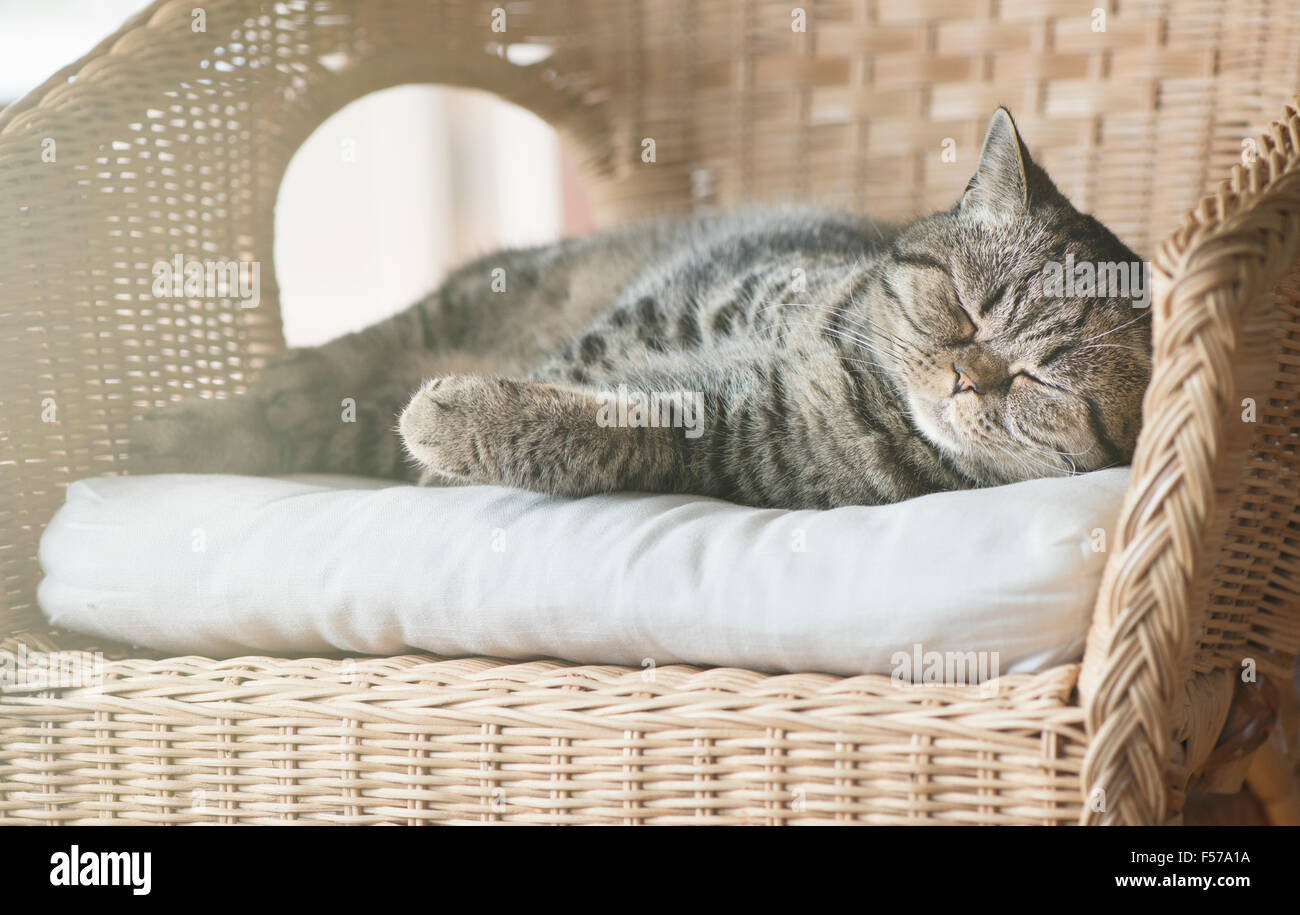 British shorthair cat lying in wicker chair sleeping. Stock Photo