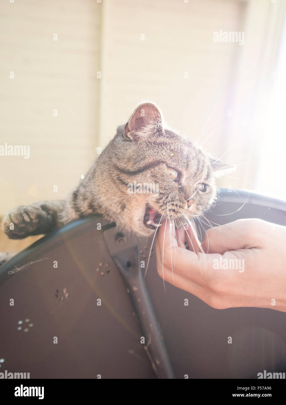 British shorthair cat lying on table biting on human hand. Playful pet on adventure and full of mischief. Stock Photo