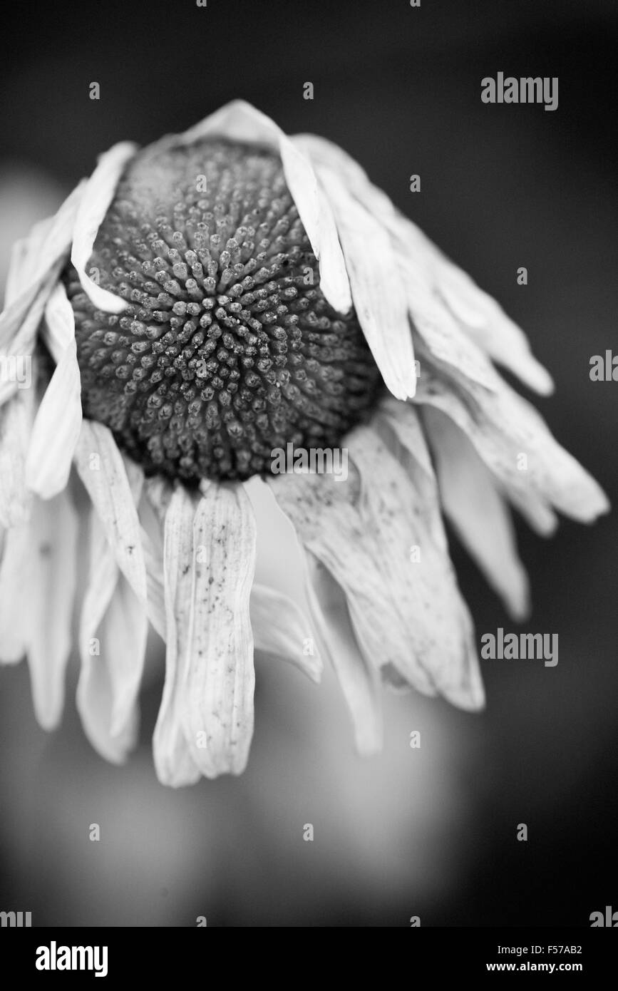 Close up of dried wilted flower in garden Stock Photo