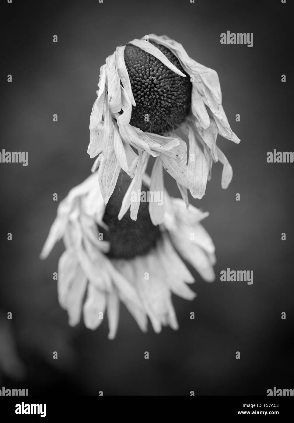 Close up of dried wilted flowers in garden Stock Photo