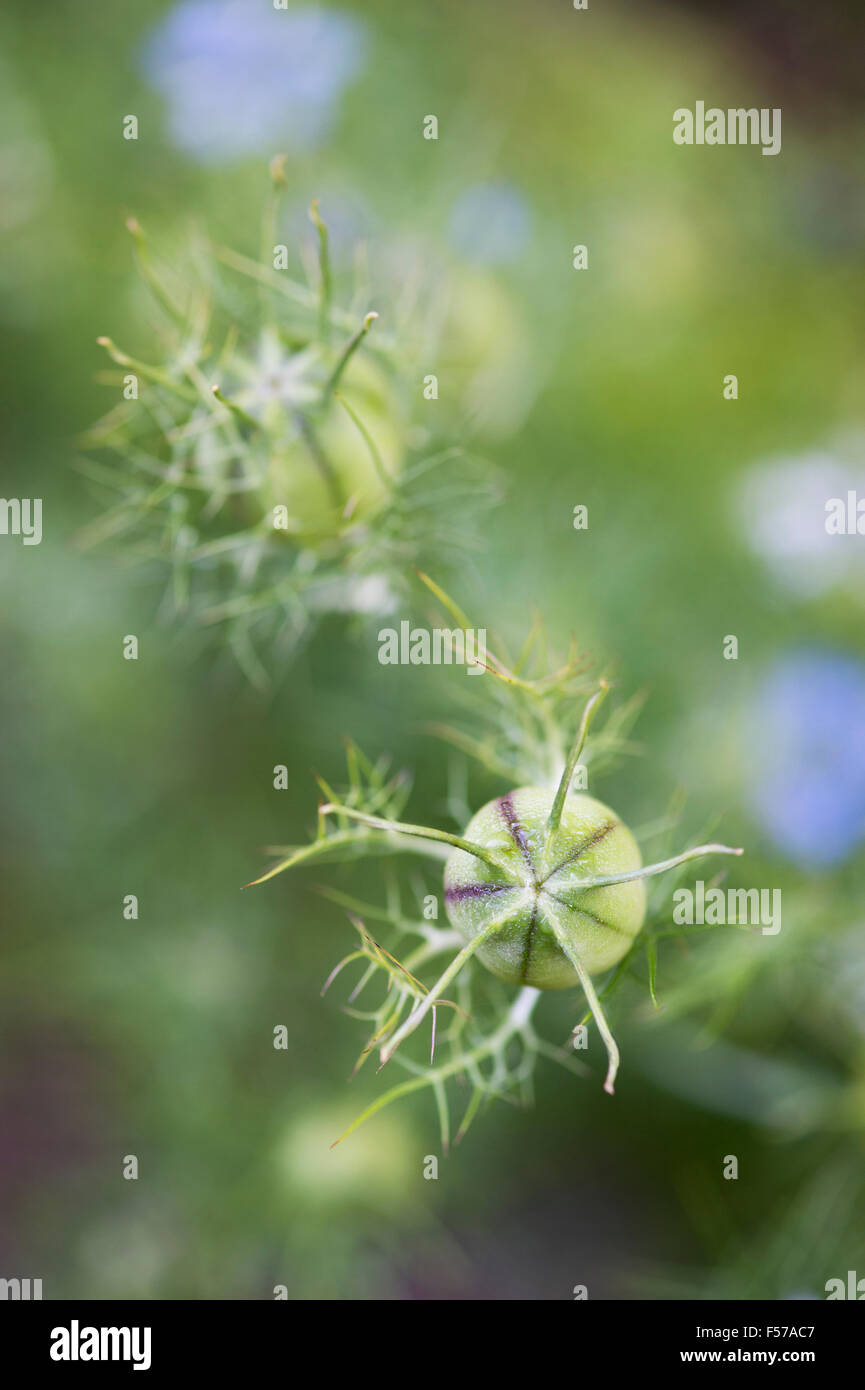 Seed Pod Of Love In A Mist Flower High Resolution Stock Photography and