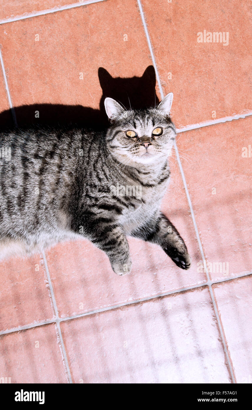 British shorthair cat lying down on rug looking up Stock Photo - Alamy