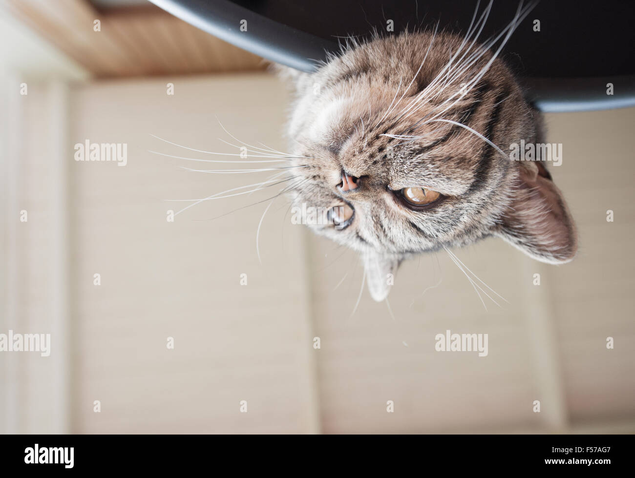Playful cat on adventure. Lying on table with head upside down looking away. Stock Photo
