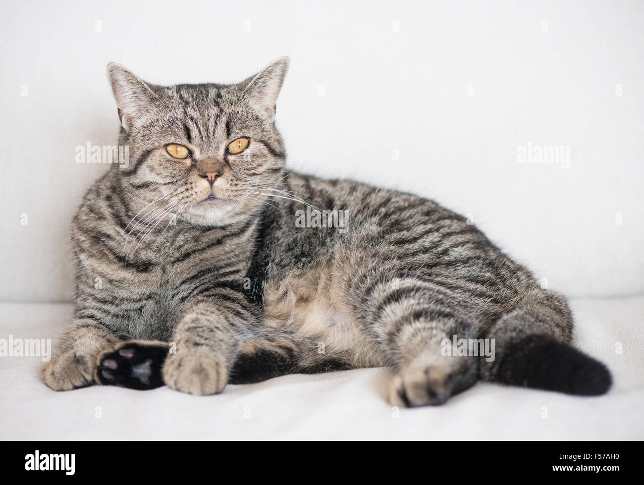 Grumpy British shorthair cat lying down on white sofa Stock Photo